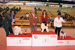 Filibert de la Vall&eacute;e de l'Iroise sur le ring d'honneur